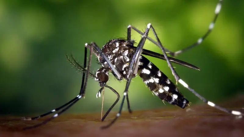 Aedes Aegypti