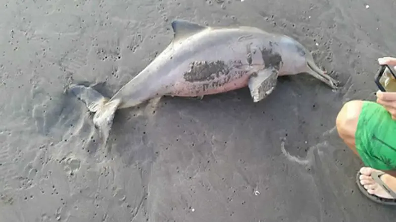 delfin1