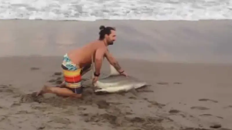 Bañistas sacan un tiburón del agua para tomarse fotos