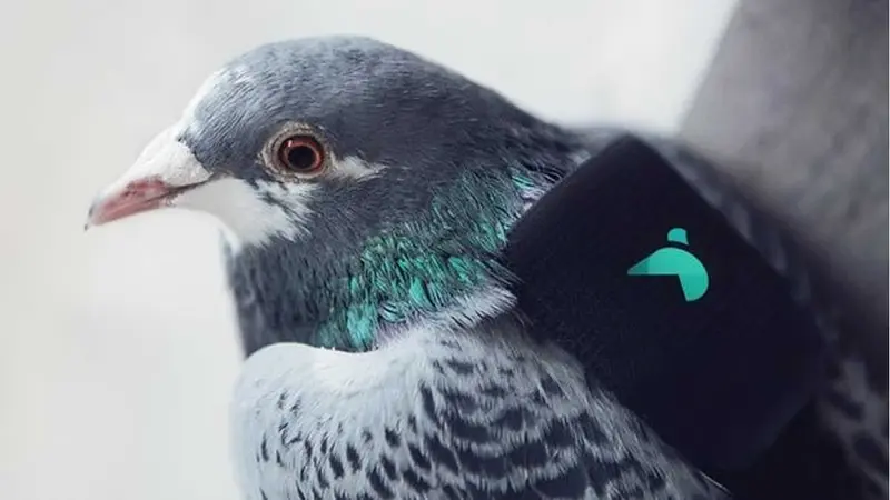 Londres y su equipo de palomas para medir la calidad del aire