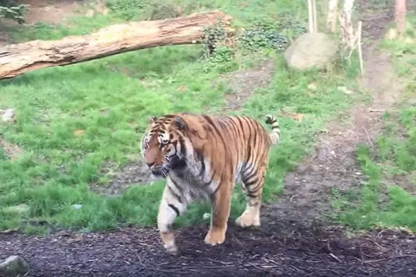 Ha sido muy mala idea despertar a este tigre de su siesta