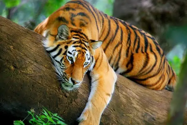Población de Tigres creció 22% en el mundo