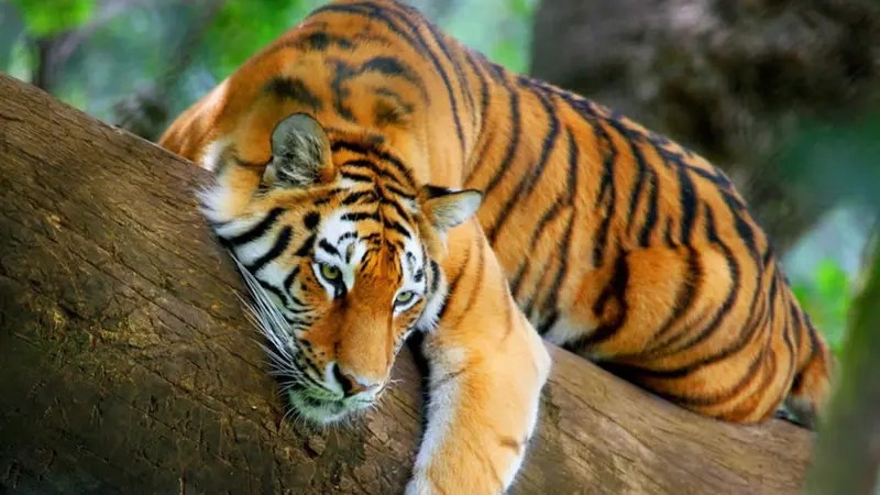 Población de Tigres creció 22% en el mundo