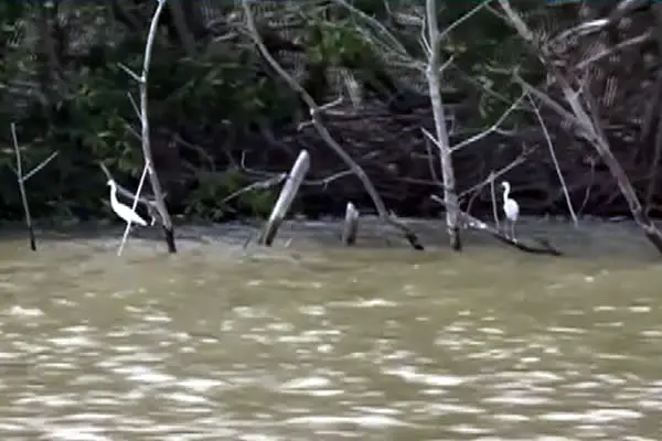 Delta del Estero Real, un paraíso para las aves locales y migratorias