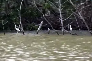 Delta del Estero Real, un paraíso para las aves locales y migratorias