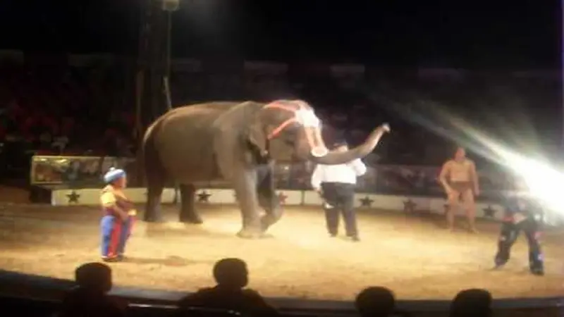 ELEFANTE0