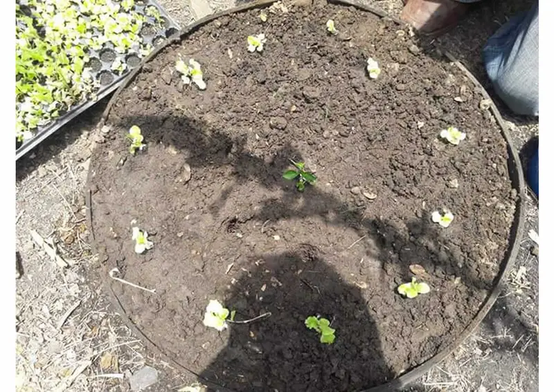 MEFCCA instala Patios Saludables en Boaco
