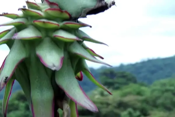 Productores de “La Concepción” están listos para la Feria de los Frutos y la Buenas Cosechas