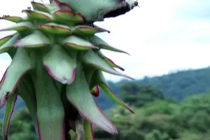 Productores de “La Concepción” están listos para la Feria de los Frutos y la Buenas Cosechas
