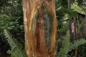 Habitantes de Pueblo Nuevo aseguran ver imagen de la Virgen de Guadalupe en un árbol