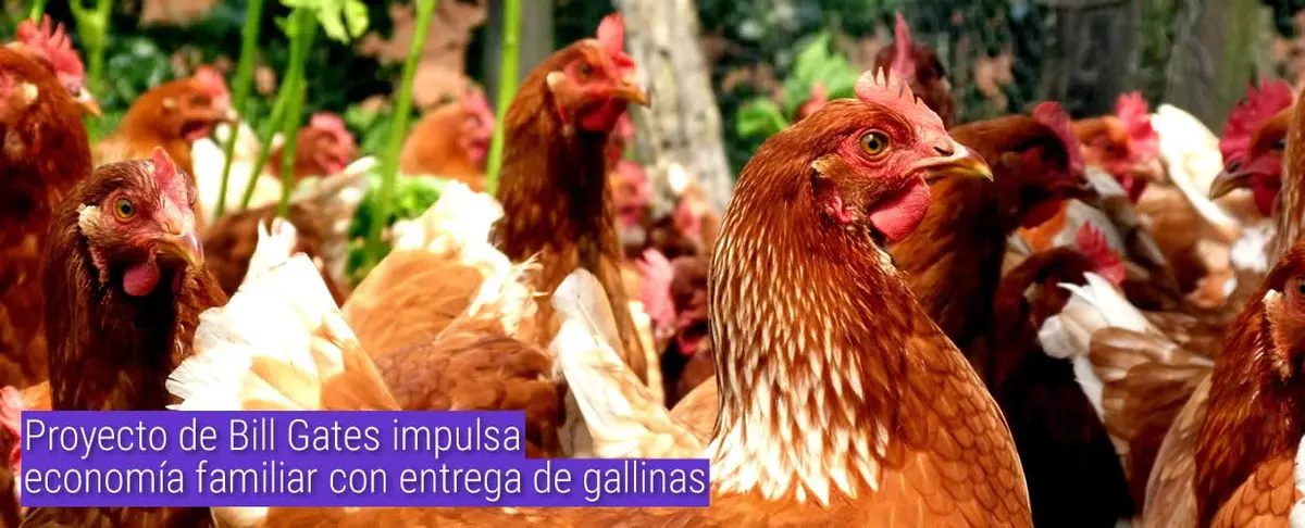 Proyecto de Bill Gates impulsa economía familiar con entrega de gallinas