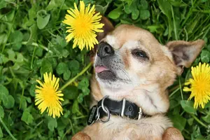 Canadá legaliza el sexo con animales