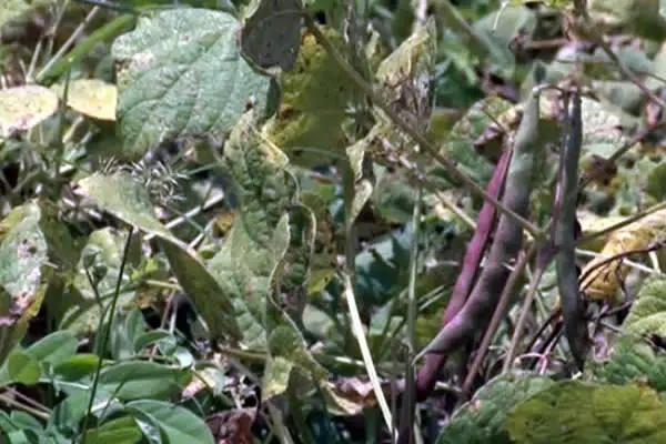 Productores están optimistas con la Cosecha de Primera de Frijoles y Maíz