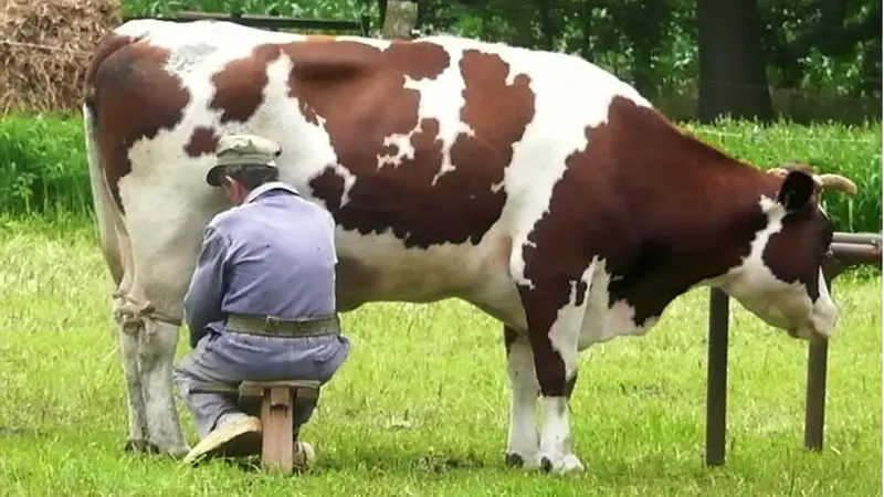 ¿Cómo que a la "leche sin lactosa" no le quitan la lactosa?