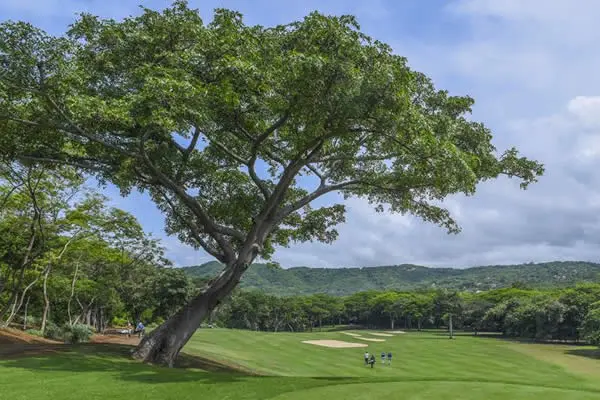 Los mejores golfistas latinoamericanos llegan a Guacalito de la Isla