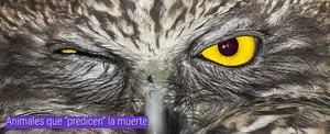 Animales que “predicen” la muerte