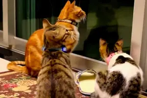La Toxoplasmosis o “Enfermedad del Gato”
