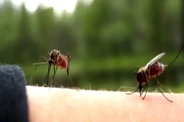 El Aedes Aegypti y la Fiebre Amarilla