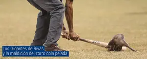 Los Gigantes de Rivas y la maldición del zorro cola pelada