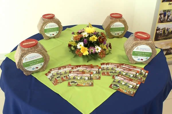 INTA realiza lanzamiento de programa para mejorar productividad en la semilla de Arroz