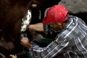 Productores de Camoapa realizan concurso de la Vaca Lechera