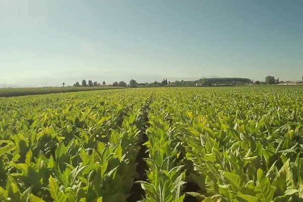 Tabacaleras tienen buenas proyecciones para este año