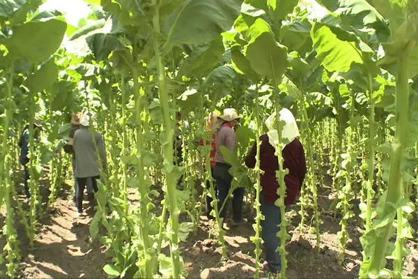 Innovadora producción de Tabaco con semilla Connecticut