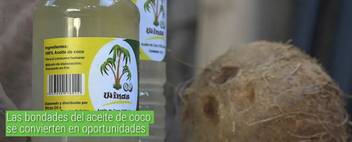 Las bondades del aceite de coco se convierten en oportunidades