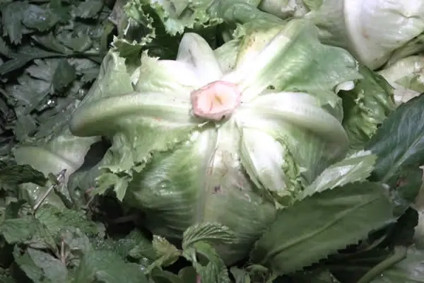 Lluvias encarecen el precio de la lechuga y el repollo