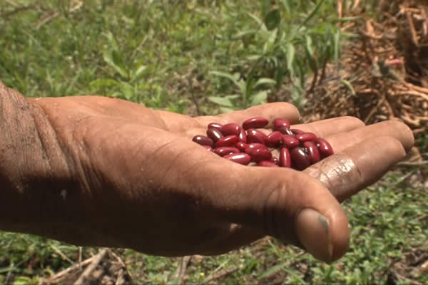 Mejora en la calidad del frijol nicaragüense fortalece la seguridad alimentaria