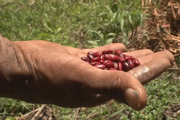 Mejora en la calidad del frijol nicaragüense fortalece la seguridad alimentaria