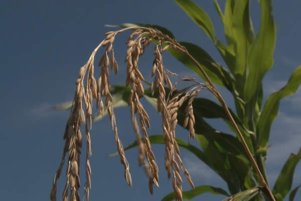 Producción de arroz continúa en aumento