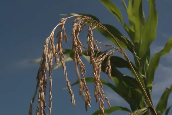 Producción de arroz continúa en aumento