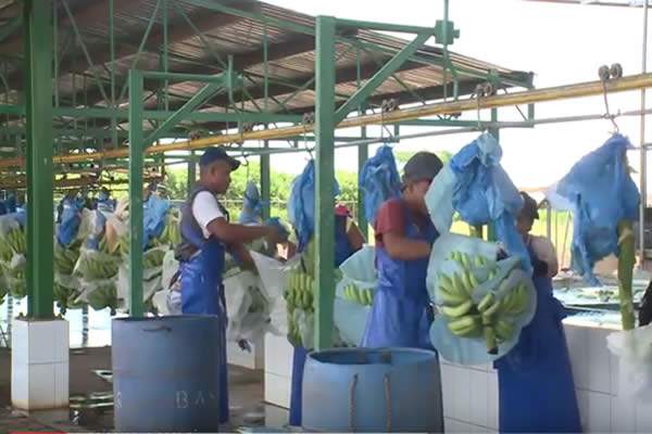 Millonaria inversión bananera en La Paz Centro