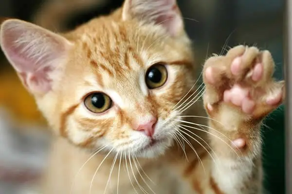 Reportan caso de crueldad animal en Francia