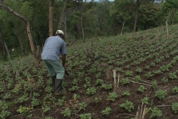 Producción en San Rafael del Sur con buenas perspectivas