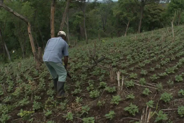 Producción en San Rafael del Sur con buenas perspectivas