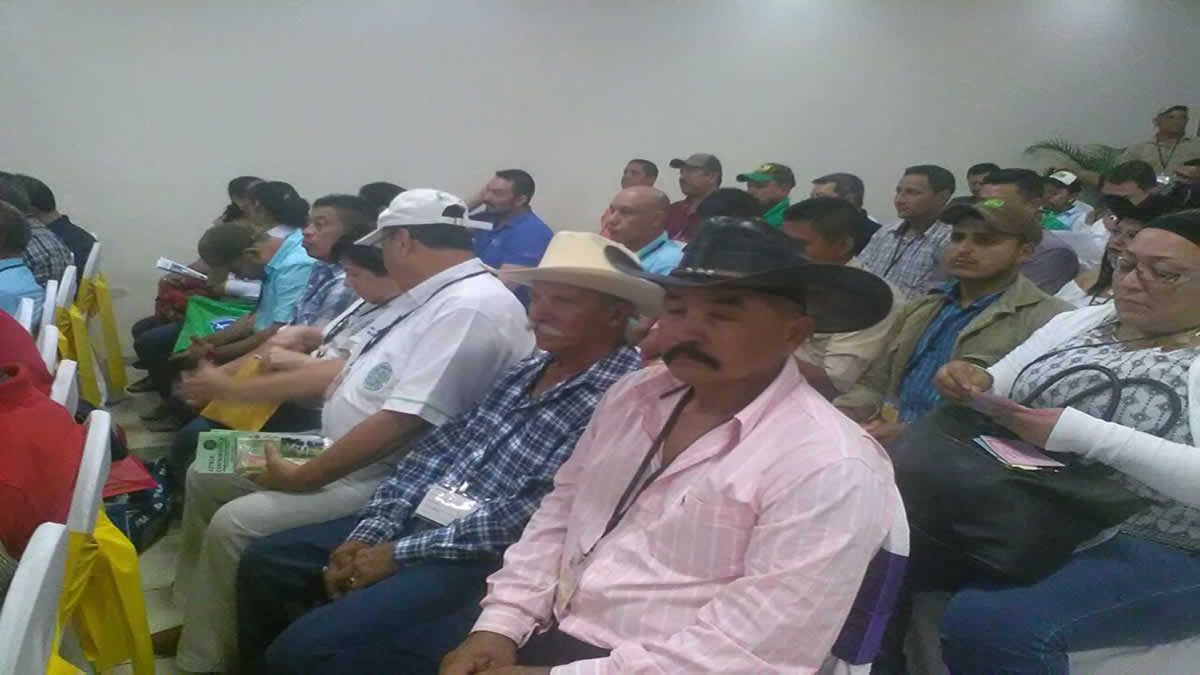 Nicaragua avanza en temas de trazabilidad Ganadera