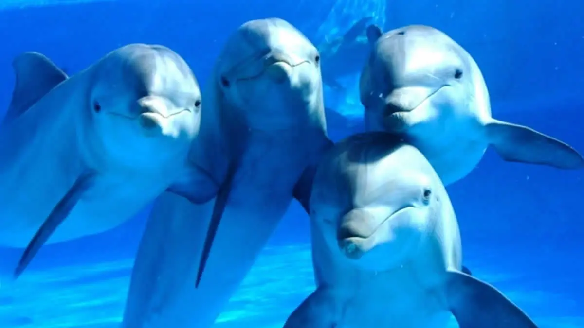 Prohíben espectáculos y terapias con delfines en México