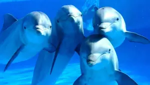 Prohíben espectáculos y terapias con delfines en México