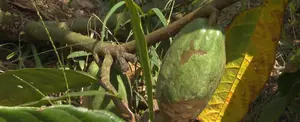 Alianza para fortalecer la productividad del cacao
