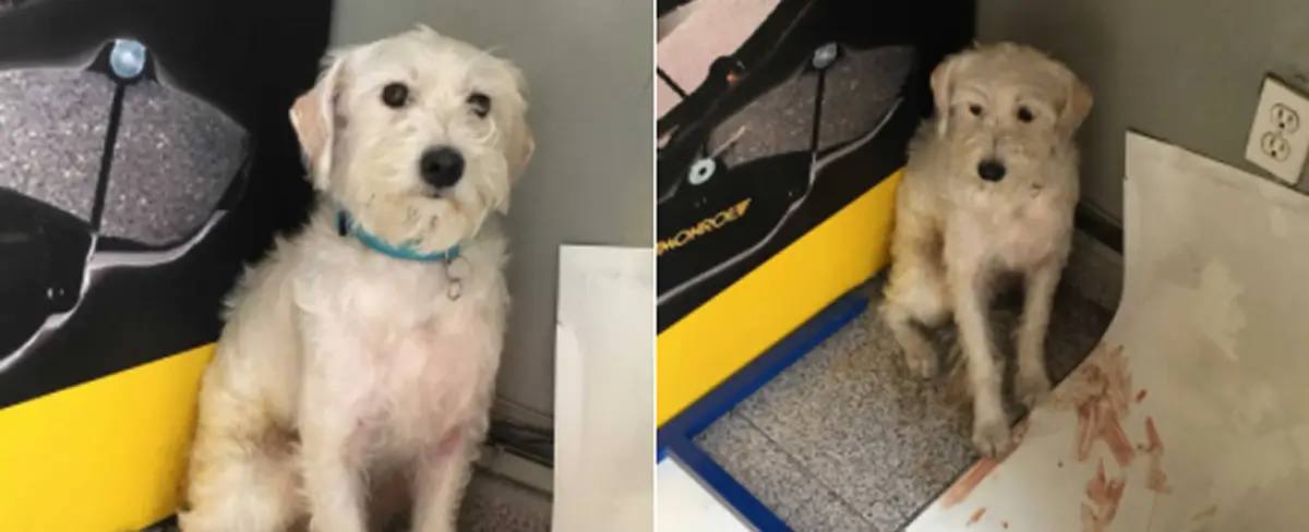 Mascotas perdidas tras el terremoto de México