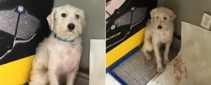 Mascotas perdidas tras el terremoto de México