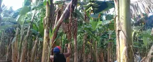 Producción de plátano dispondrá 1.6 millones de plantas in vitro