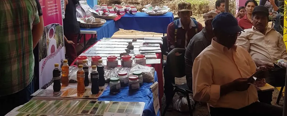 Productores del municipio de La Conquista realizan Feria Tecnológica del Frijol