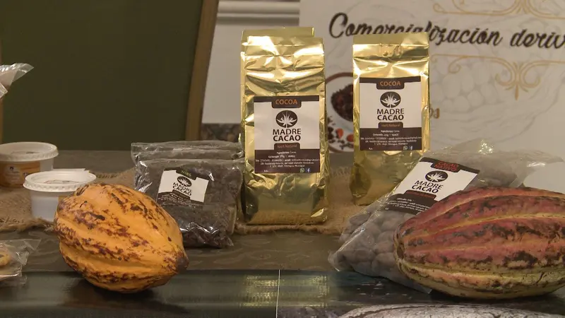 Presentan Clon Nacional de cacao INTA Pacayita