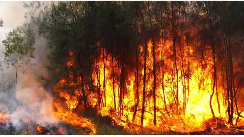Alrededor de 20 mil afectos y 10 fallecidos dejan voraces incendios en California