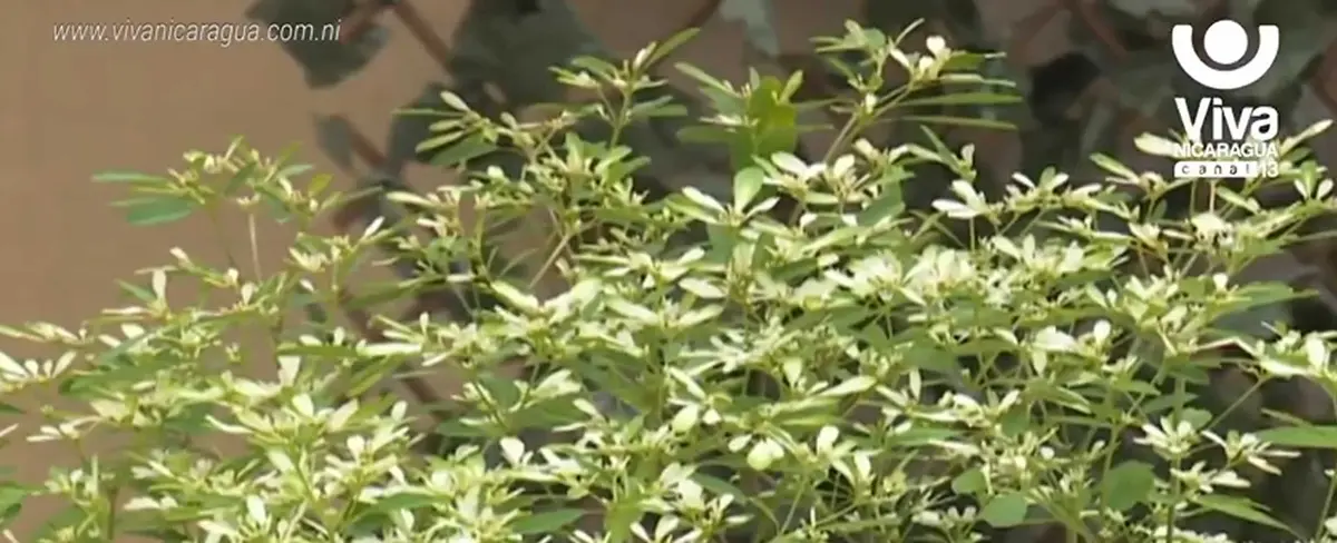 ¿Qué plantas usar para adornar el Altar a la Virgen María?