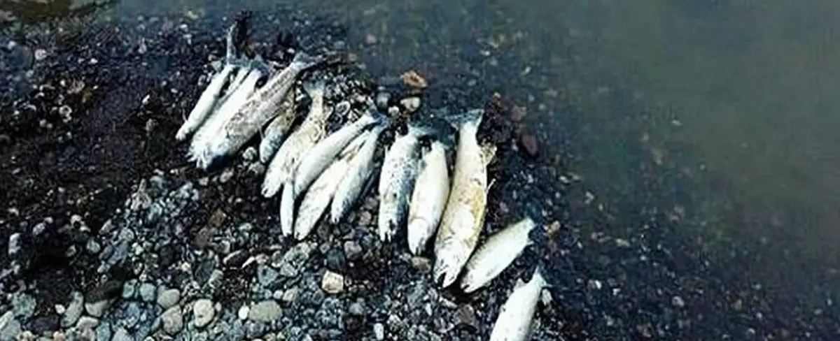 Ciudad peruana de Puno pierde cientos de peces del Río Llallimayo