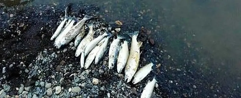 Ciudad peruana de Puno pierde ciento de peces del río Llallimayo